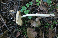 Limacella