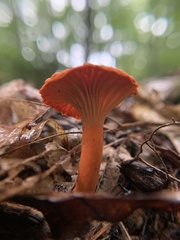 Cantharellus cinnabarinus