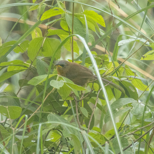 Rufous Babbler (Argya subrufa), photo 9