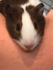 Cavia