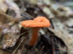 Cantharellus cinnabarinus