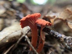 Cantharellus cinnabarinus