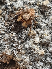 Pseudeuophrys vafra