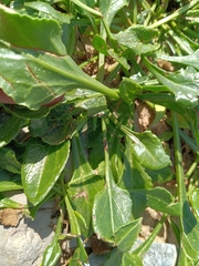Beta vulgaris