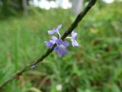 Stachytarpheta cayennensis