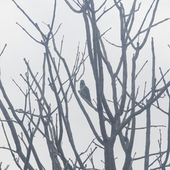 Psittacula columboides