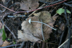 Cystolepiota seminuda