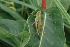 Pseudochorthippus montanus