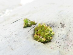 Grimmia