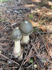 Phallus ravenelii