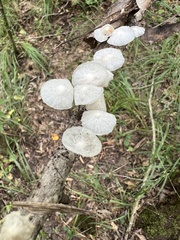 Tetrapyrgos nigripes