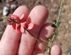 Indigofera heterophylla