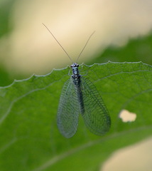 Chrysopa perla
