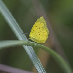Eurema hecabe