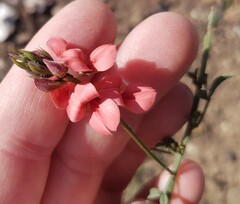 Indigofera heterophylla