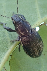 Naupactus leucoloma