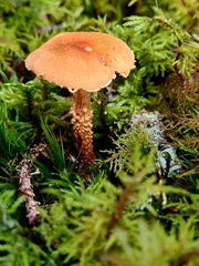 Cystoderma jasonis