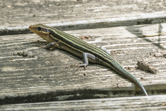 Plestiodon fasciatus