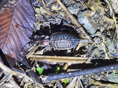 Carabus elysii