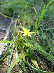 Hypoxis