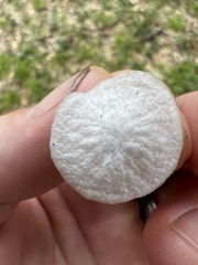 Tetrapyrgos nigripes