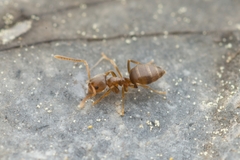 Paraparatrechina sakurae