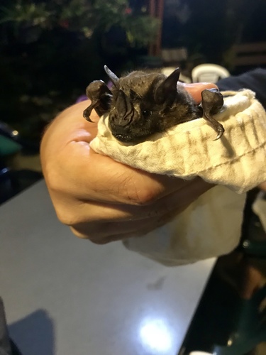 Large Fruit-eating Bat