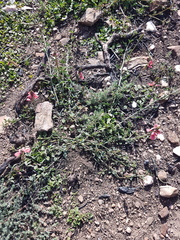 Indigofera heterophylla