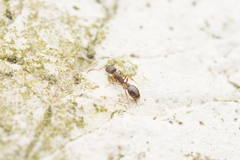 Temnothorax wui