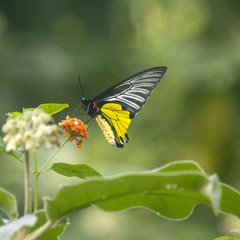 Troides minos