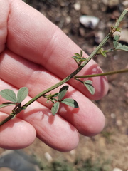 Indigofera heterophylla