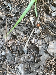 Dasymutilla quadriguttata