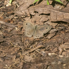 Ypthima baldus
