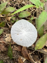 Tetrapyrgos nigripes