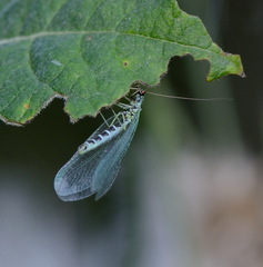 Chrysopa perla