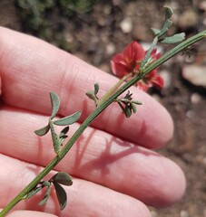 Indigofera heterophylla