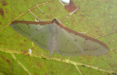 Palpita nigropunctalis
