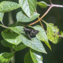 Hyarotis adrastus