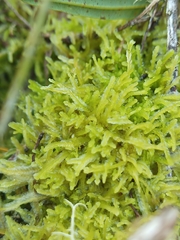 Lophocolea semiteres