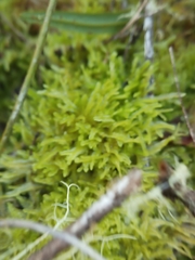 Lophocolea semiteres