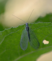 Chrysopa perla