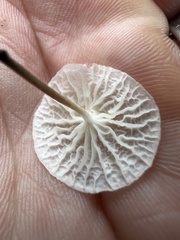 Tetrapyrgos nigripes