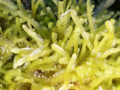 Lophocolea semiteres