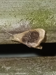 Glaphyria fulminalis