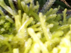 Lophocolea semiteres