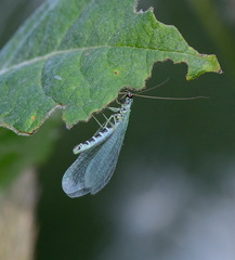 Chrysopa perla
