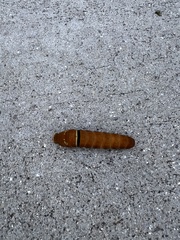 Papilio multicaudata