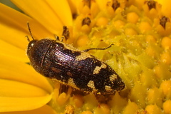 Acmaeodera pulchella
