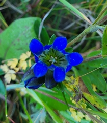 Gentiana parryi