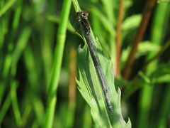Erythromma najas